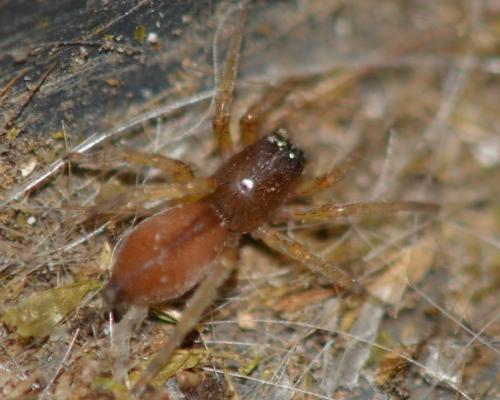 Clubiona sp.